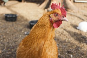 Photo Frizzle chicken