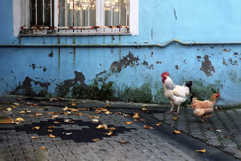 Photo Bantam chickens