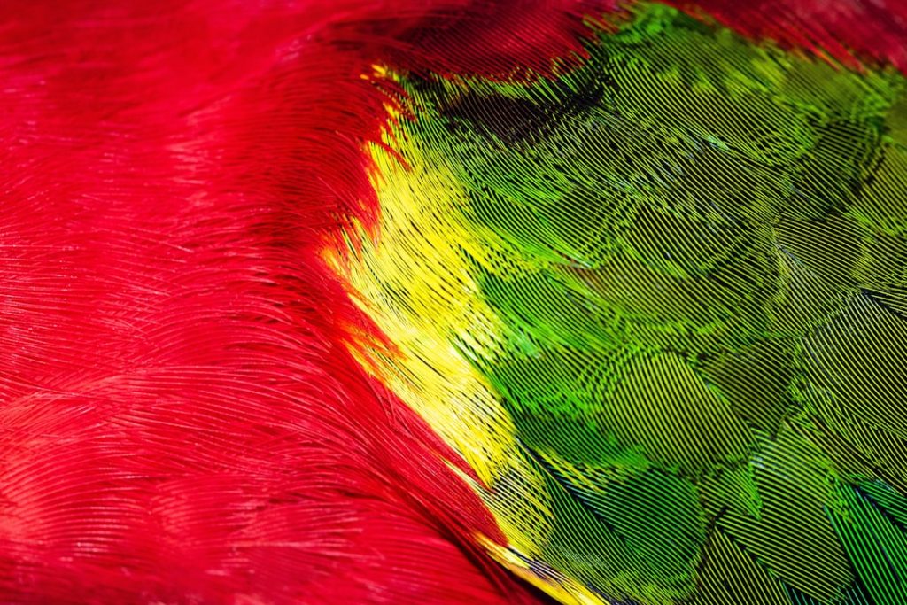 Photo Colorful feathers