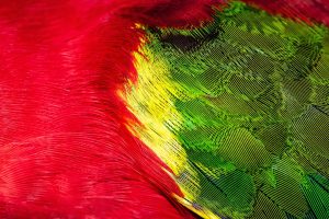 Photo Colorful feathers