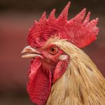 Photo Chicken breeds