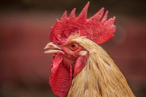 Photo Chicken breeds