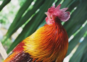 Photo Rooster attacking