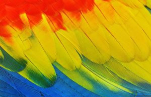 Photo Colorful plumage