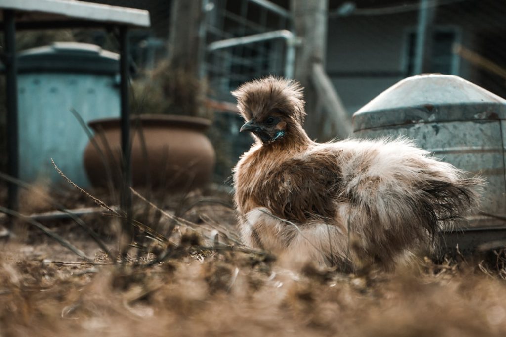 Photo Chickens in coop