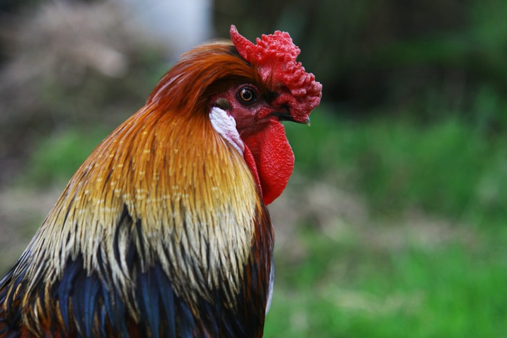 Photo Giant Rooster