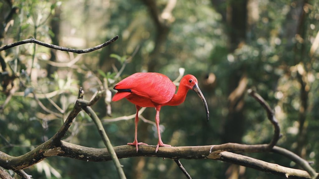 Photo Feathered legs