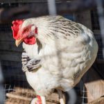 Photo Giant rooster