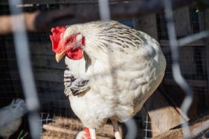 Photo Giant rooster