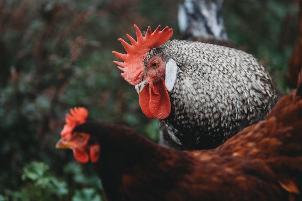 Photo Bantam chickens