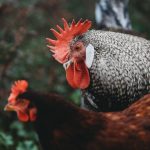 Photo Bantam chickens