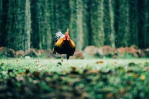 Photo Giant rooster