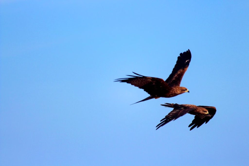 Photo Bantam Cochin