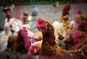 Photo Poultry feed