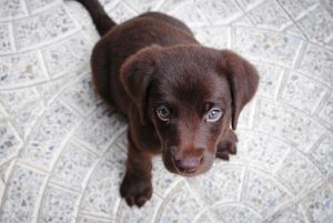 Photo Labrador Retriever