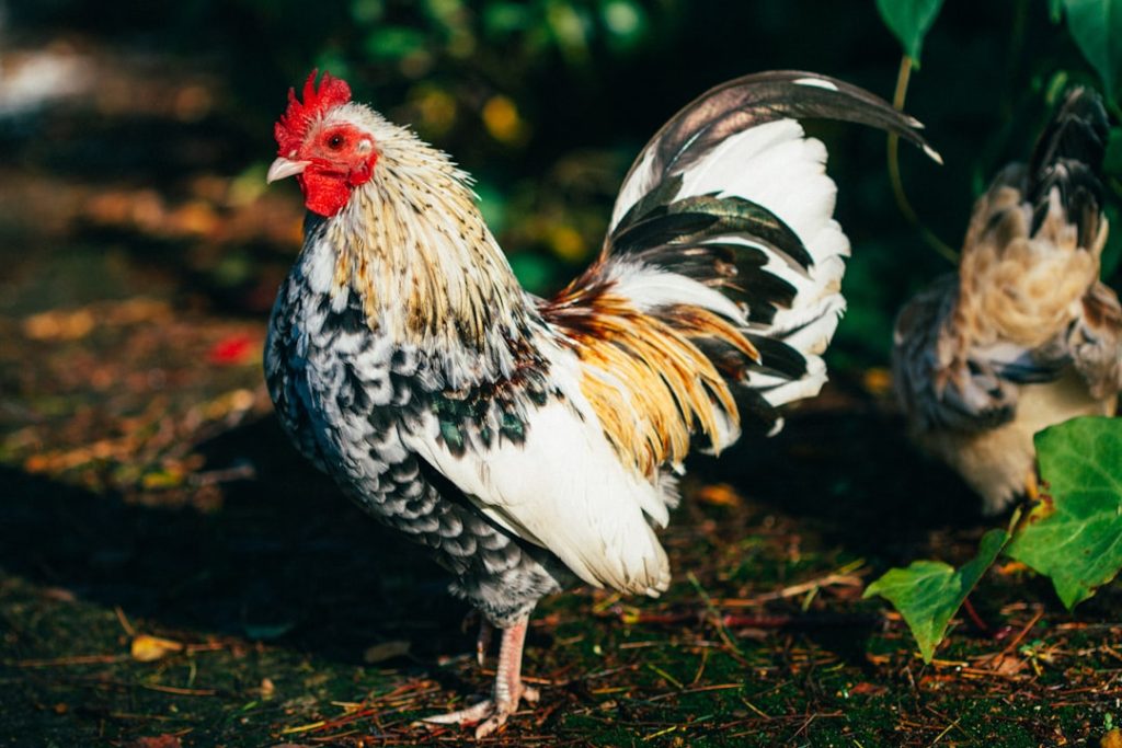 Photo Dual-purpose chicken breed