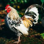 Photo Dual-purpose chicken breed