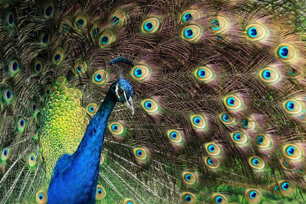 Photo Colorful plumage