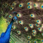 Photo Colorful plumage