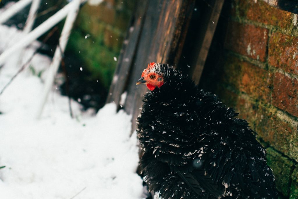 Photo Silkie Bantam