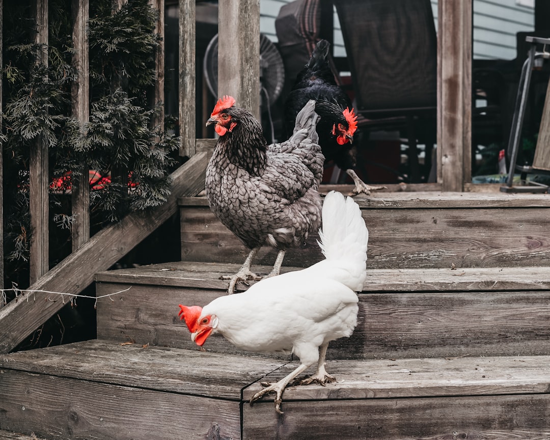 breeding pens chickens