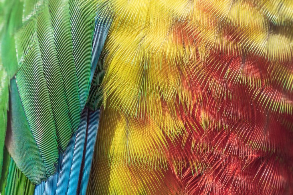 Photo Colorful plumage