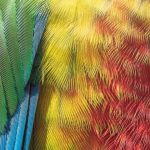 Photo Colorful plumage