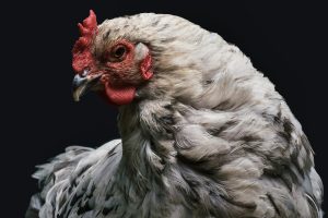 Photo Brahma chicken