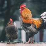 Photo Chicken breeds