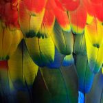 Photo Colorful plumage