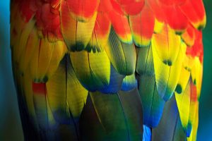 Photo Colorful plumage