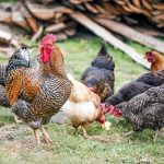 Photo Ameraucana chicken