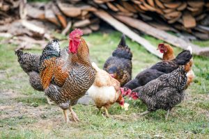 Photo Ameraucana chicken