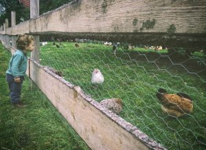 Photo Chicken wire