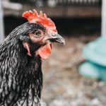 Photo Chicken coop