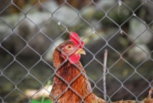 Photo Chicken wire