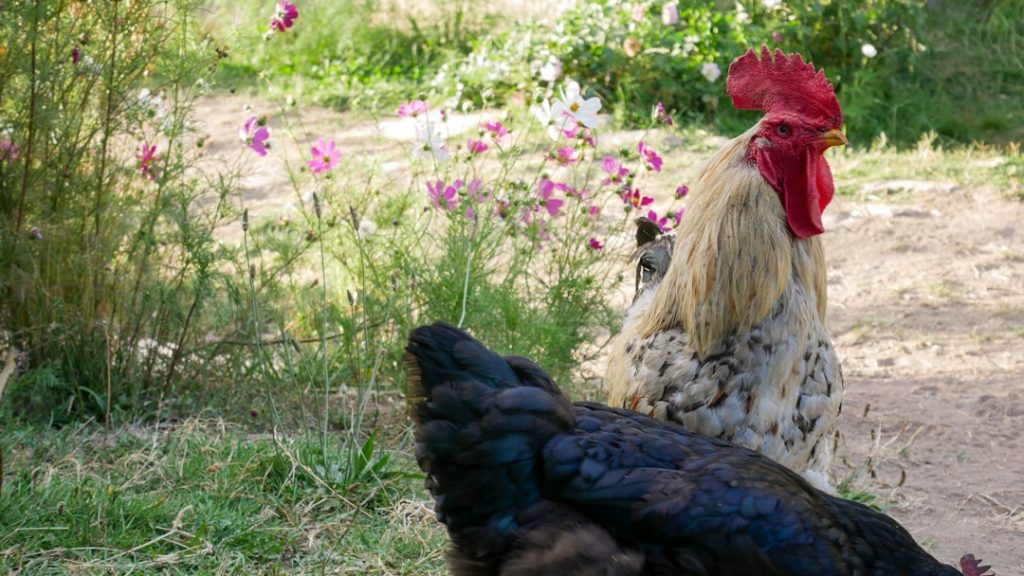 Photo Free-range chickens