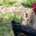 Photo Free-range chickens