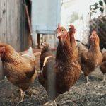 Photo Feathered footed chicken