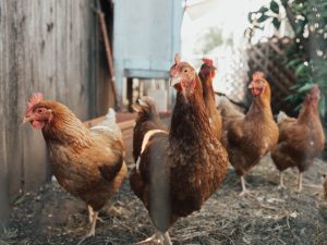 Photo Feathered footed chicken