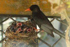 Photo Empty nest