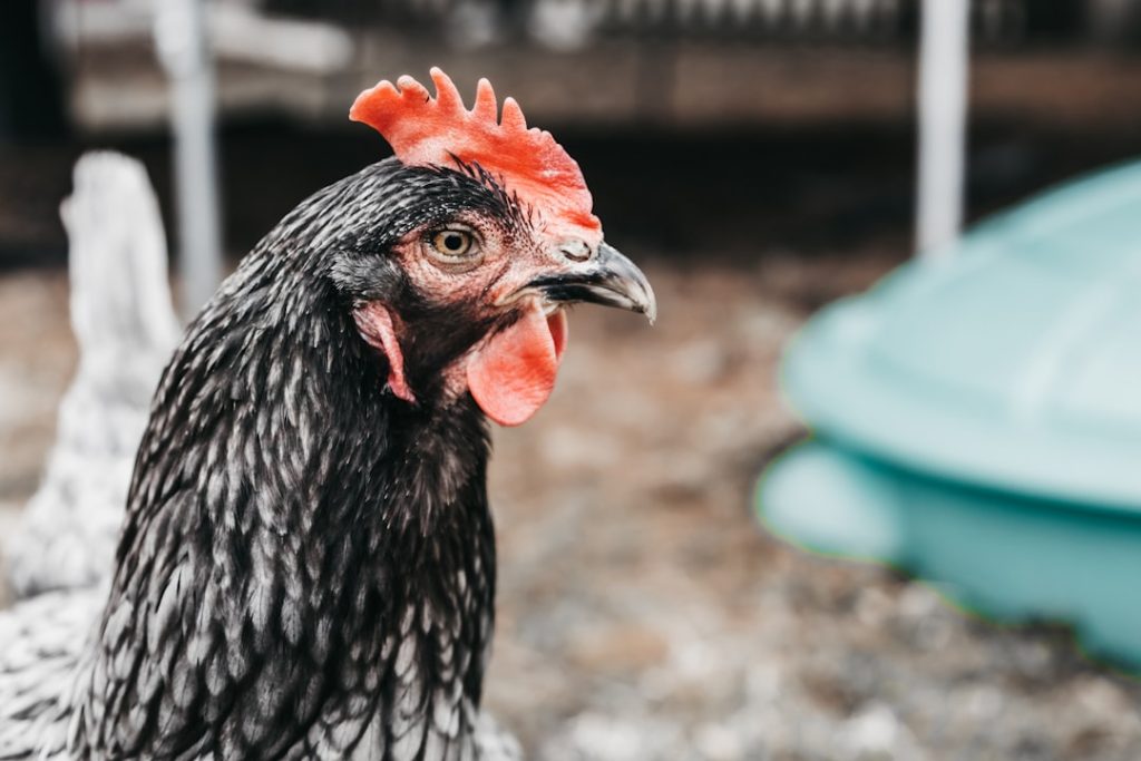 Photo Chicken coop