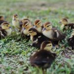 Photo Backyard chickens