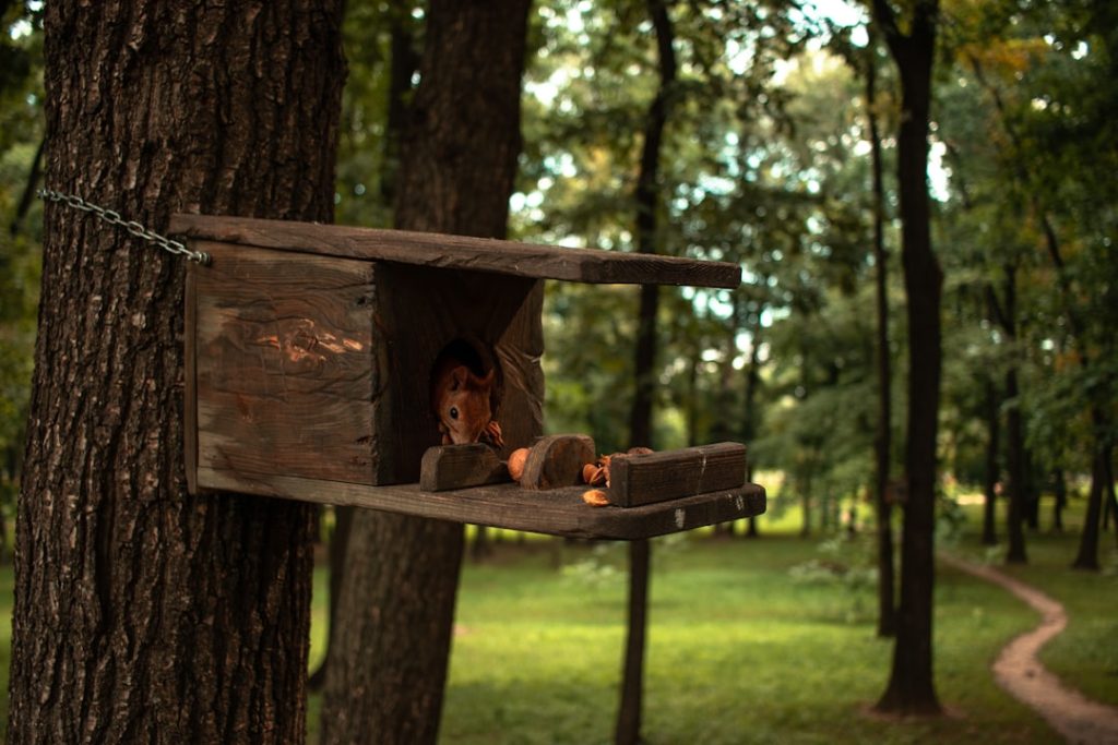 Photo Nesting box