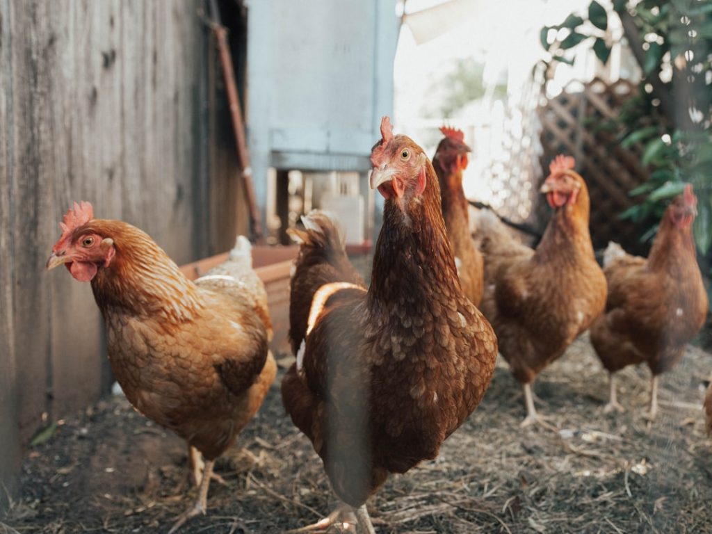 Photo Chicken pecking