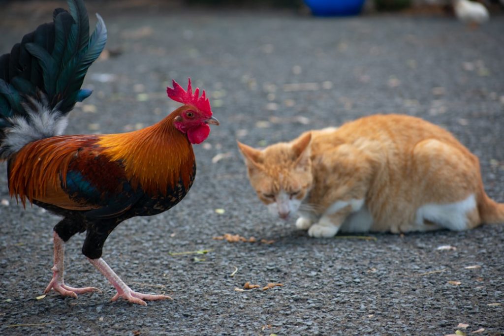 Photo Cat and chicken