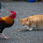 Photo Cat and chicken