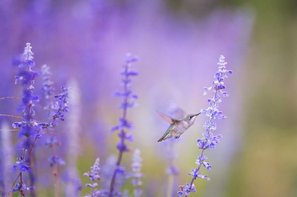 Photo Lavender spray