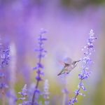 Photo Lavender spray