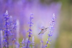 Photo Lavender spray